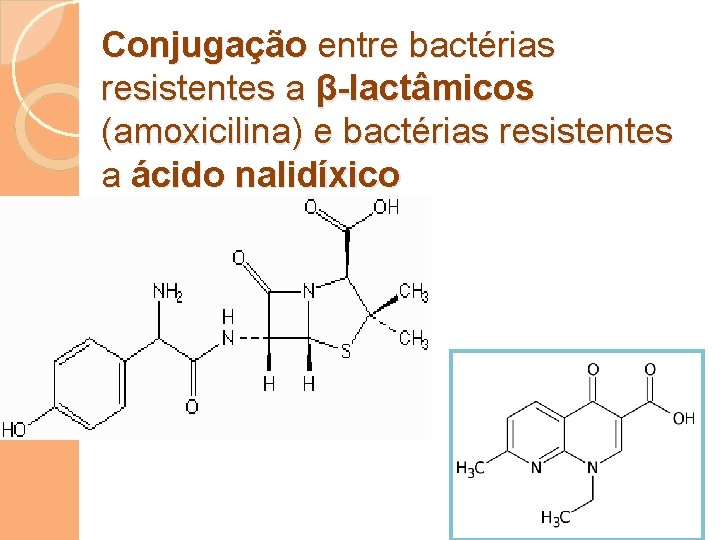Conjugação entre bactérias resistentes a β-lactâmicos (amoxicilina) e bactérias resistentes a ácido nalidíxico 