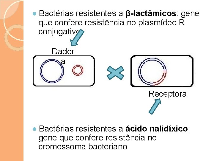 ● Bactérias resistentes a β-lactâmicos: gene que confere resistência no plasmídeo R conjugativo Dador