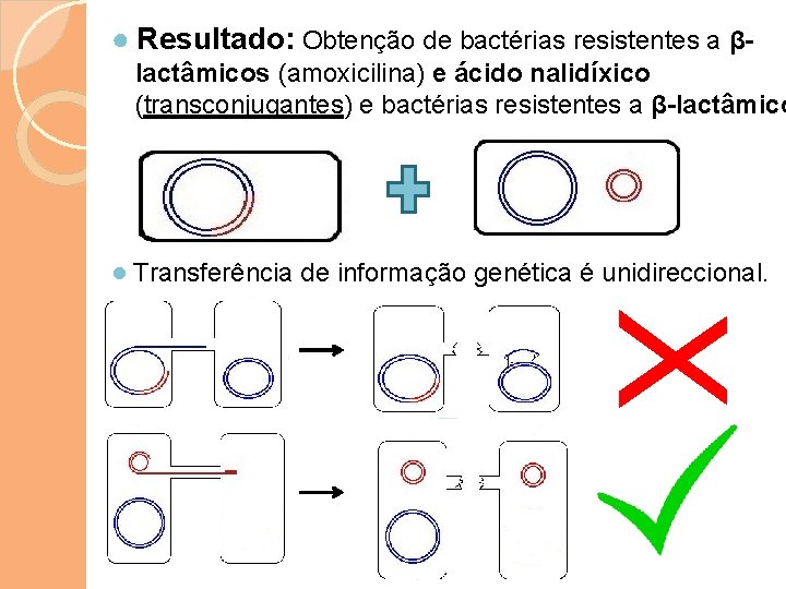 ● Resultado: Obtenção de bactérias resistentes a β- lactâmicos (amoxicilina) e ácido nalidíxico (transconjugantes)