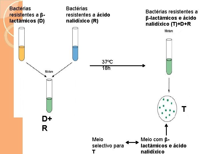 Bactérias resistentes a βlactâmicos (D) Bactérias resistentes a ácido nalidíxico (R) Bactérias resistentes a