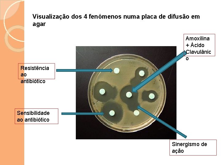 Visualização dos 4 fenómenos numa placa de difusão em agar Amoxilina + Ácido Clavulânic