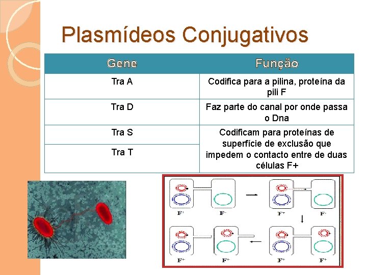 Plasmídeos Conjugativos Gene Função Tra A Codifica para a pilina, proteína da pili F