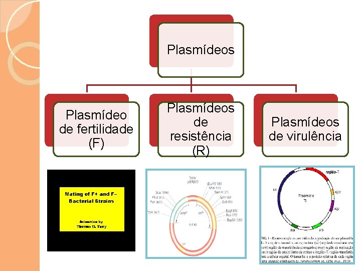 Plasmídeos Plasmídeo de fertilidade (F) Plasmídeos de resistência (R) Plasmídeos de virulência 