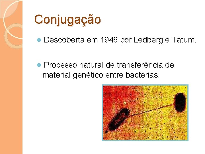 Conjugação ● Descoberta em 1946 por Ledberg e Tatum. ● Processo natural de transferência