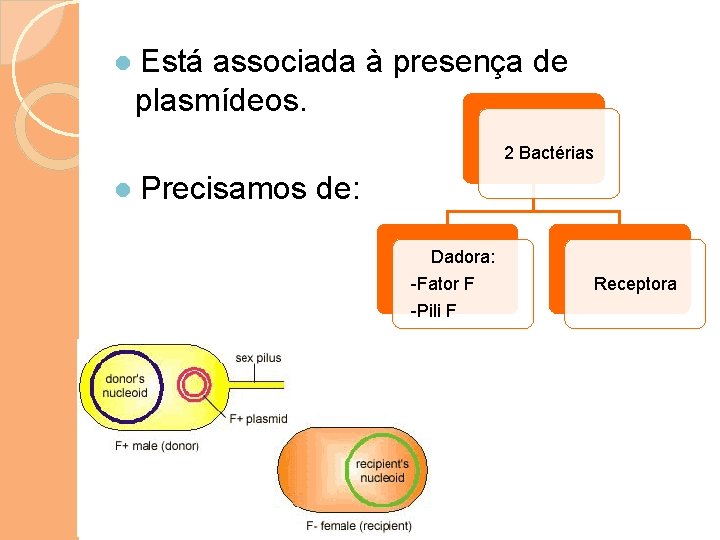 ● Está associada à presença de plasmídeos. 2 Bactérias ● Precisamos de: Dadora: -Fator