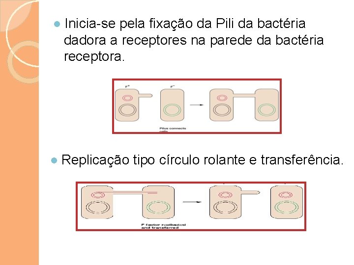 ● Inicia-se pela fixação da Pili da bactéria dadora a receptores na parede da