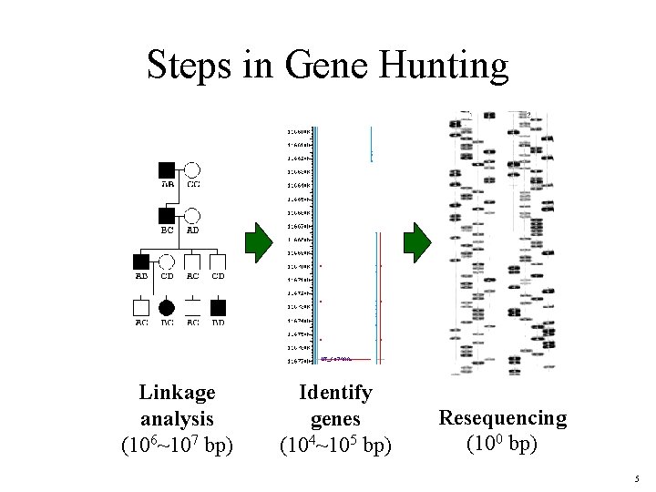 Steps in Gene Hunting Linkage analysis (106~107 bp) Identify genes (104~105 bp) Resequencing (100