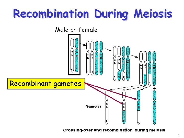 Recombination During Meiosis Male or female Recombinant gametes 6 