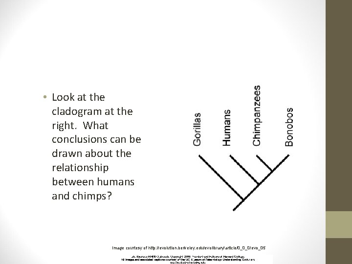  • Look at the cladogram at the right. What conclusions can be drawn