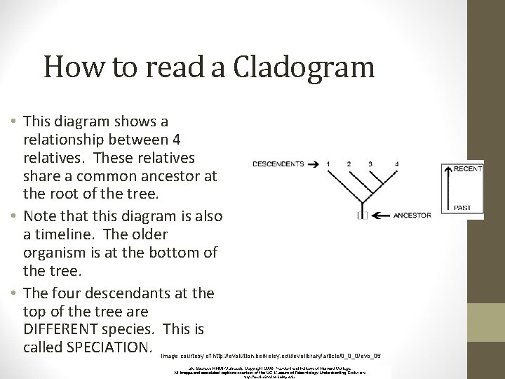 How to read a Cladogram • This diagram shows a relationship between 4 relatives.