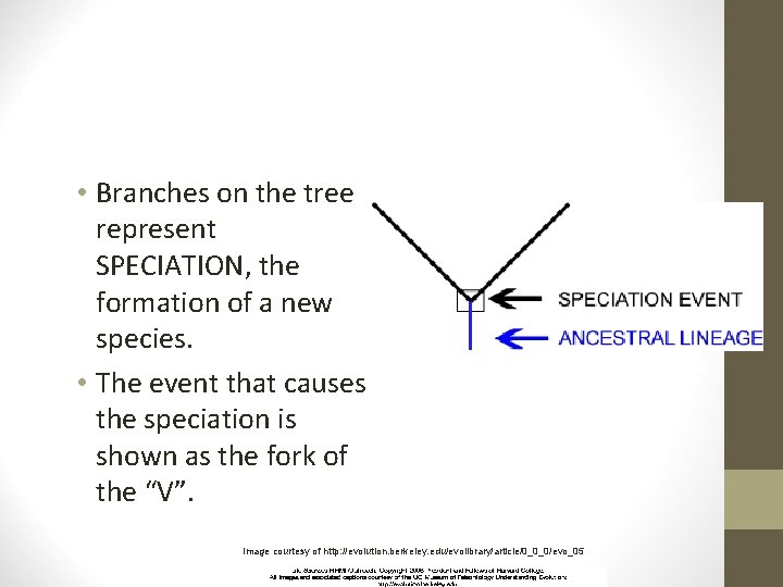  • Branches on the tree represent SPECIATION, the formation of a new species.