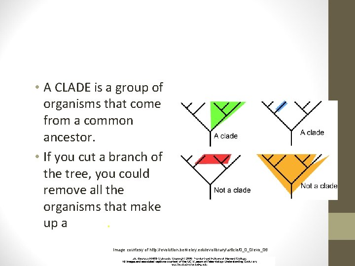  • A CLADE is a group of organisms that come from a common