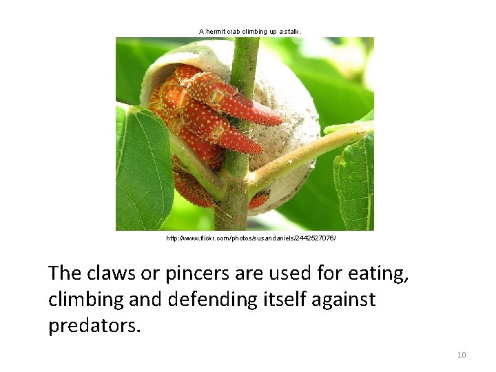 A hermit crab climbing up a stalk. http: //www. flickr. com/photos/susandaniels/2442527076/ The claws or