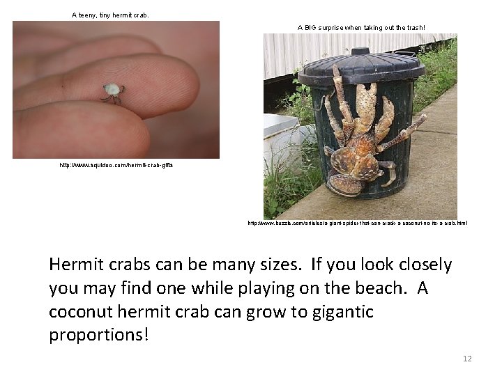 A teeny, tiny hermit crab. A BIG surprise when taking out the trash! http: