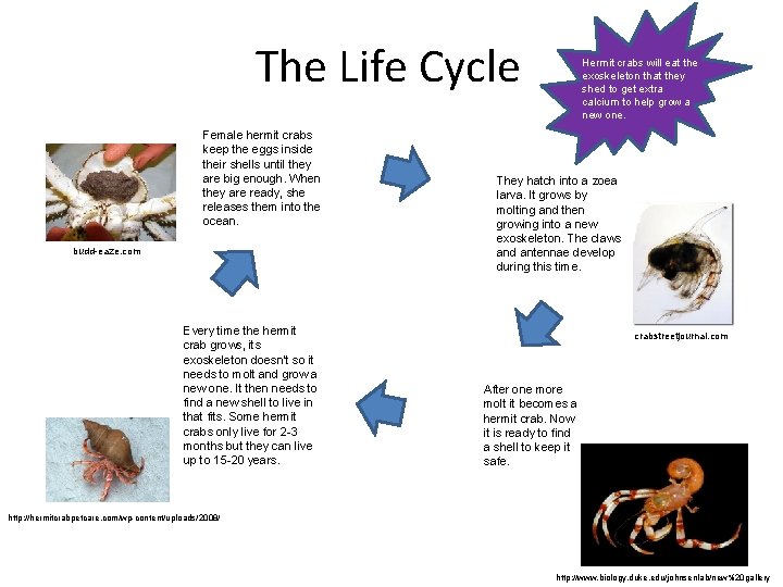 The Life Cycle Female hermit crabs keep the eggs inside their shells until they