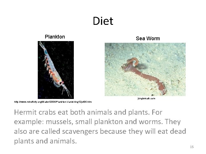 Diet Plankton Sea Worm junglewalk. com http: //www. mindfully. org/Water/2005/Plankton-Vanishing 12 jul 05. htm