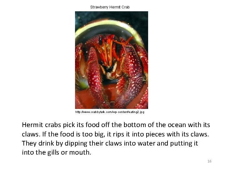 Strawberry Hermit Crab http: //www. crabbytalk. com/wp-content/eating 2. jpg Hermit crabs pick its food