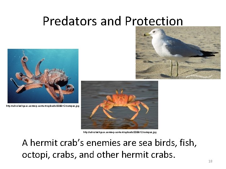 Predators and Protection http: //cdn. slashgear. com/wp-content/uploads/2008/12/octopus. jpg A hermit crab’s enemies are sea