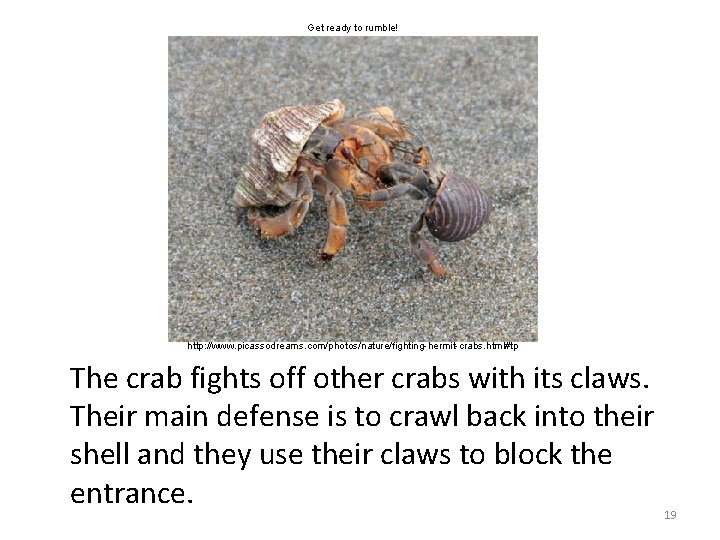 Get ready to rumble! http: //www. picassodreams. com/photos/nature/fighting-hermit-crabs. html#tp The crab fights off other