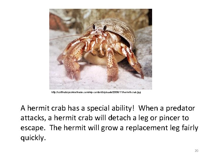 http: //cultivateyourwellness. com/wp-content/uploads/2009/11/hermit-crab. jpg A hermit crab has a special ability! When a predator