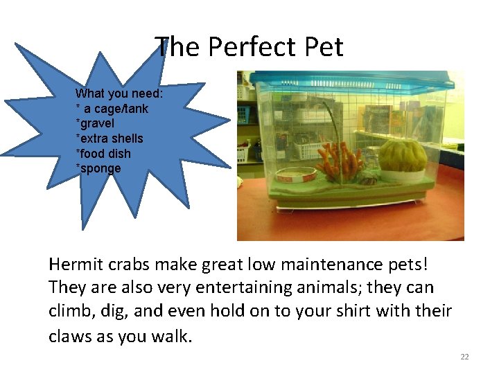 The Perfect Pet What you need: * a cage/tank *gravel *extra shells *food dish