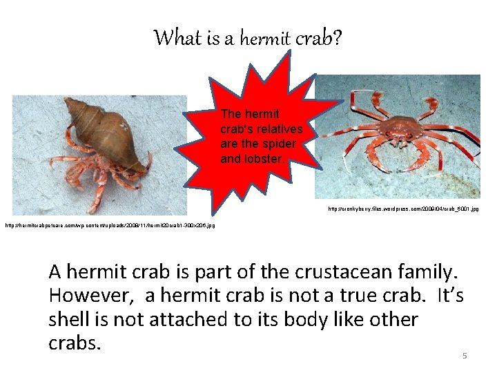 What is a hermit crab? The hermit crab's relatives are the spider and lobster.