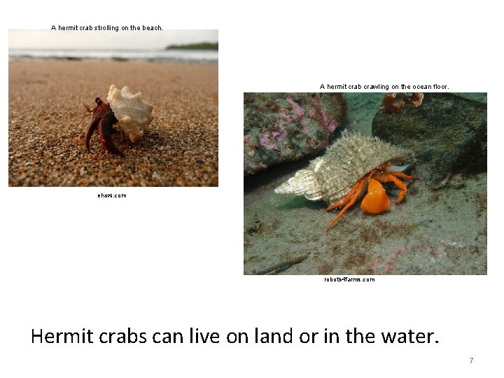 A hermit crab strolling on the beach. A hermit crab crawling on the ocean