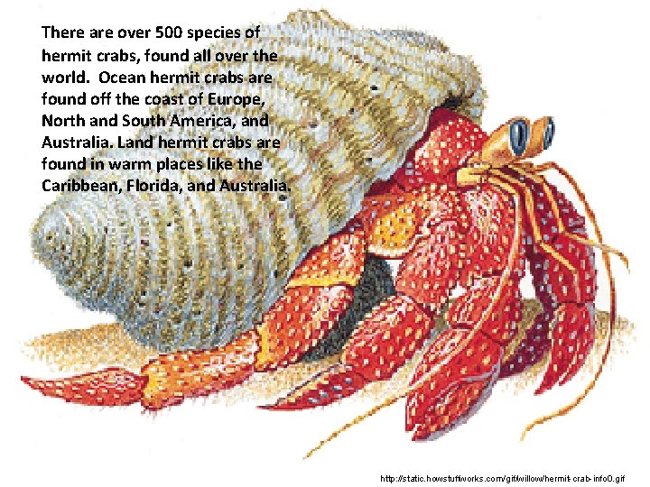 There are over 500 species of hermit crabs, found all over the world. Ocean