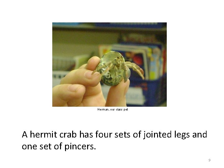 Herman, our class pet A hermit crab has four sets of jointed legs and