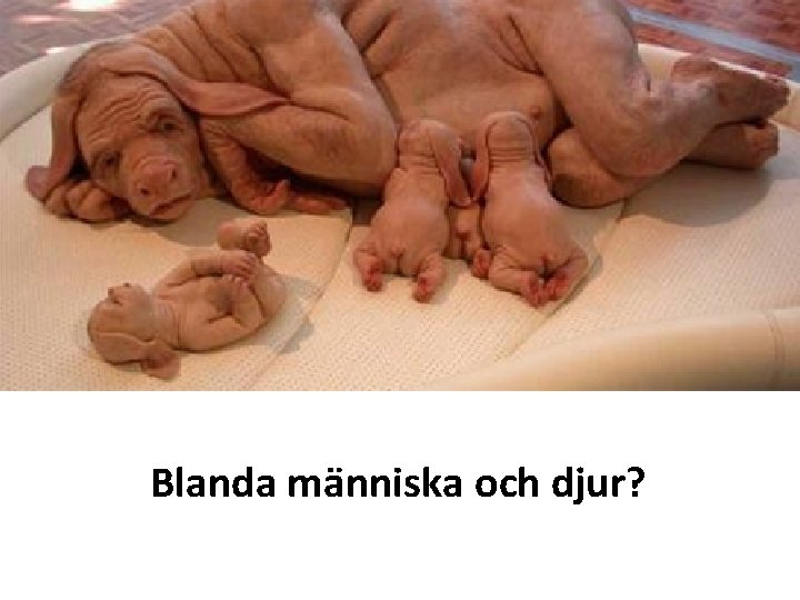 Blanda människa och djur? 