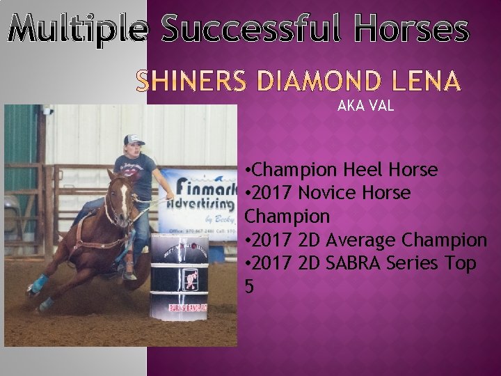 Multiple Successful Horses AKA VAL • Champion Heel Horse • 2017 Novice Horse Champion