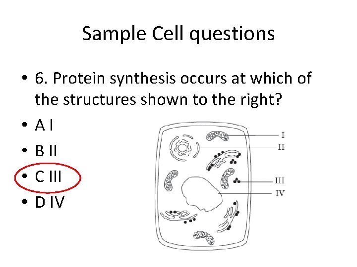 Sample Cell questions • 6. Protein synthesis occurs at which of the structures shown