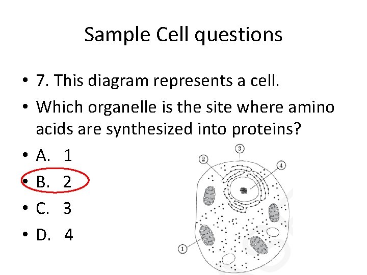 Sample Cell questions • 7. This diagram represents a cell. • Which organelle is