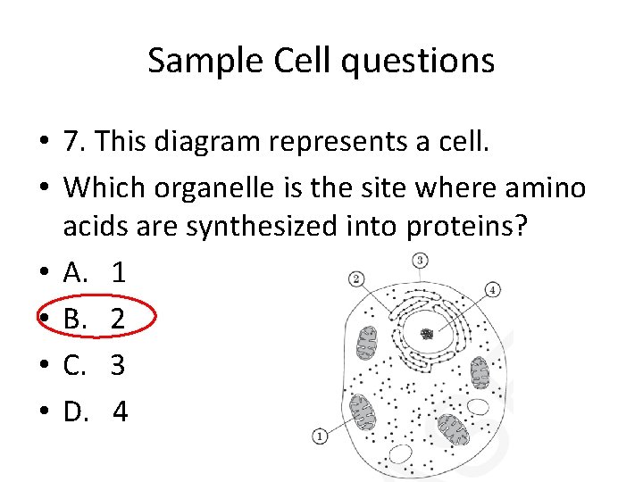 Sample Cell questions • 7. This diagram represents a cell. • Which organelle is Sample Cell questions • 7. This diagram represents a cell. • Which organelle is