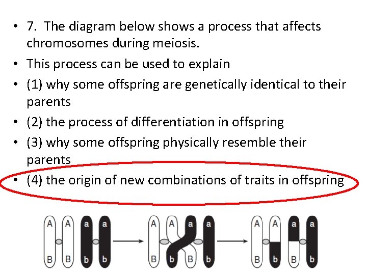  • 7. The diagram below shows a process that affects chromosomes during meiosis.