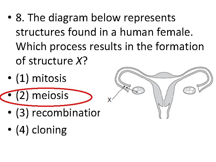  • 8. The diagram below represents structures found in a human female. Which