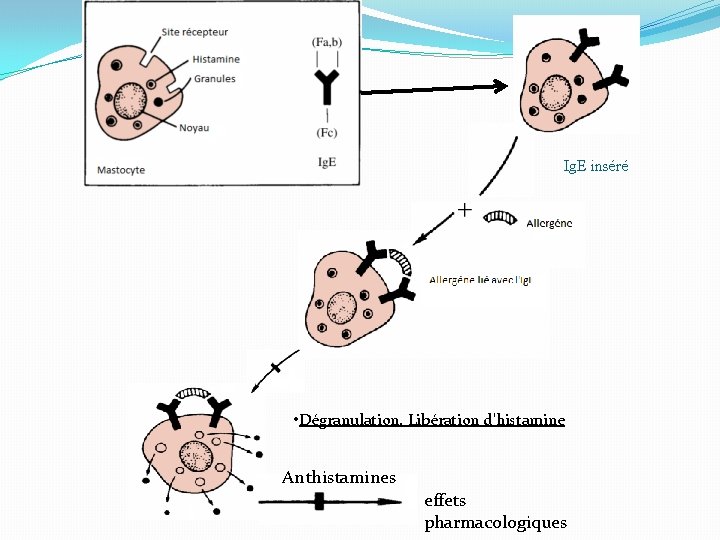 Ig. E inséré • Dégranulation. Libération d'histamine Anthistamines effets pharmacologiques 