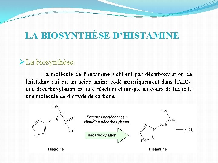 LA BIOSYNTHÈSE D’HISTAMINE Ø La biosynthèse: La molécule de l'histamine s'obtient par décarboxylation de