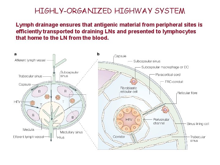 HIGHLY-ORGANIZED HIGHWAY SYSTEM Lymph drainage ensures that antigenic material from peripheral sites is efficiently