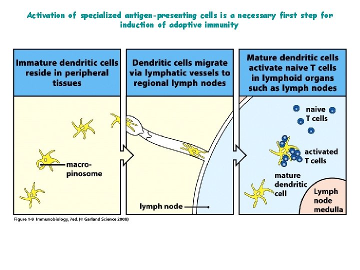 Activation of specialized antigen-presenting cells is a necessary first step for induction of adaptive