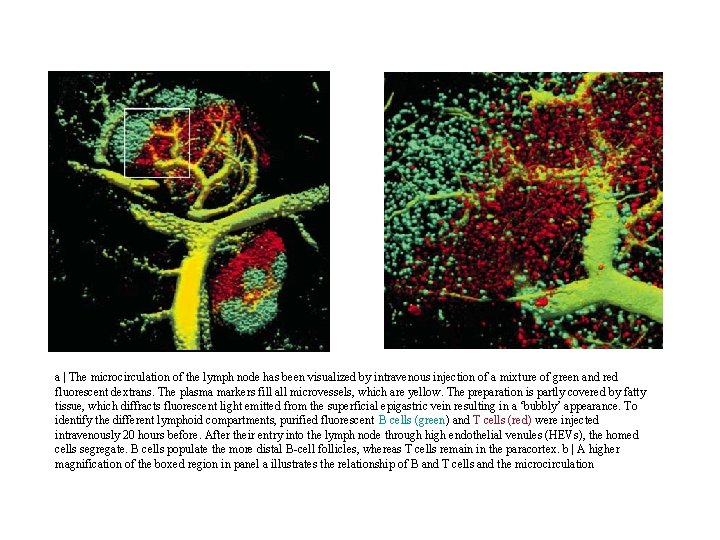 a | The microcirculation of the lymph node has been visualized by intravenous injection