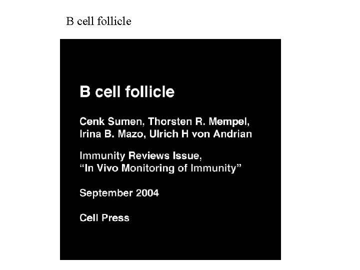 B cell follicle 