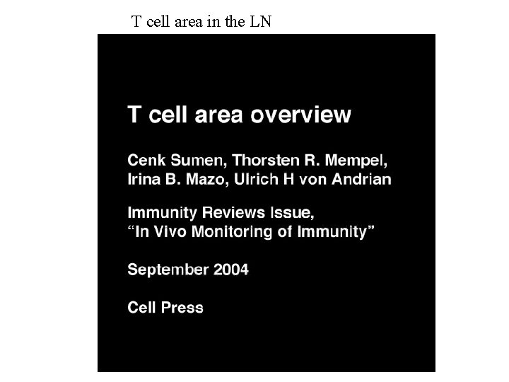 T cell area in the LN 