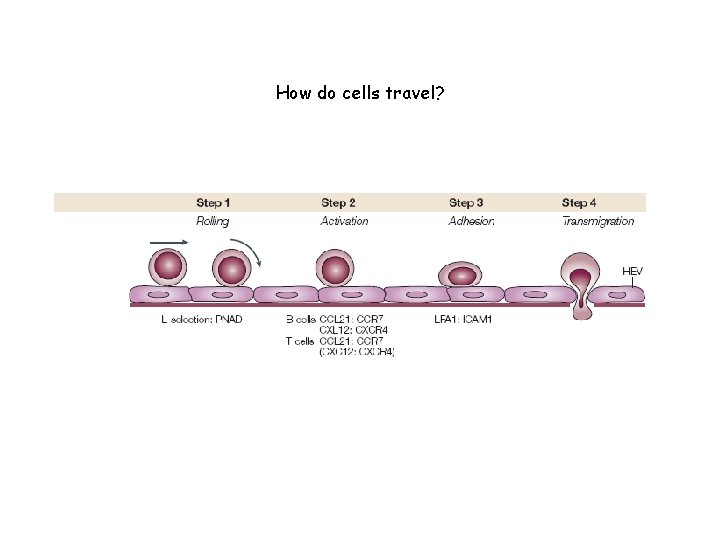 How do cells travel? 