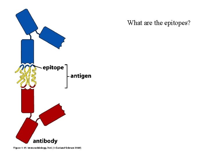 What are the epitopes? 