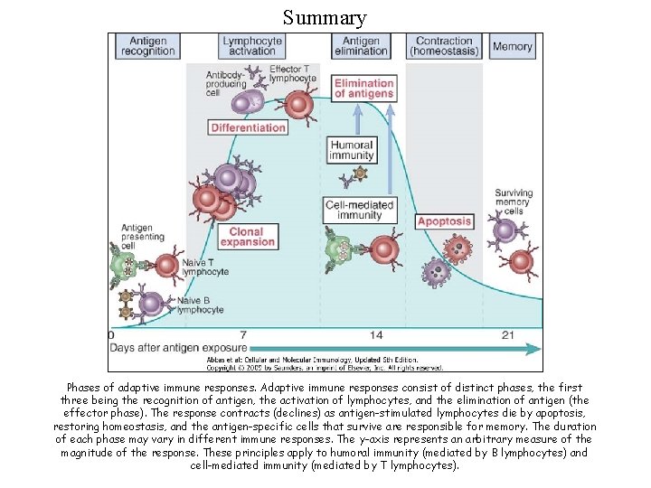 Summary Phases of adaptive immune responses. Adaptive immune responses consist of distinct phases, the