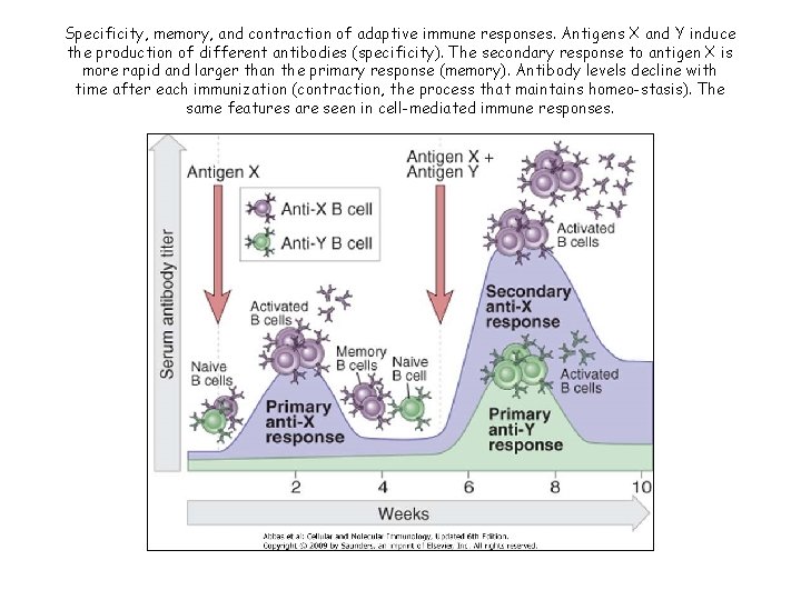 Specificity, memory, and contraction of adaptive immune responses. Antigens X and Y induce the