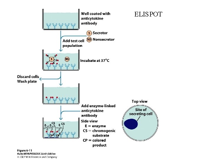 ELISPOT 