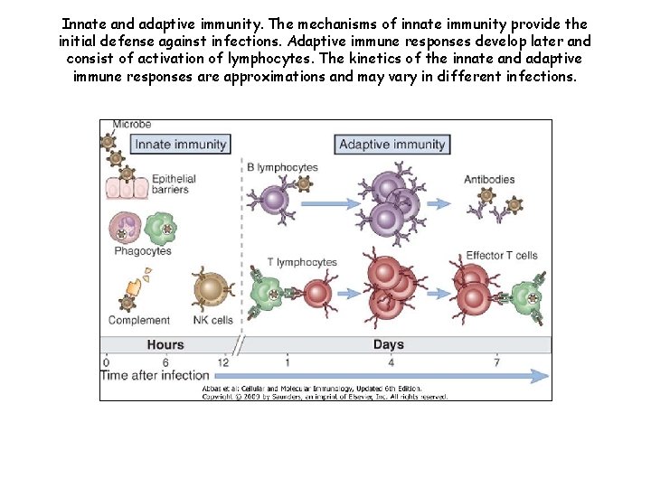 Innate and adaptive immunity. The mechanisms of innate immunity provide the initial defense against