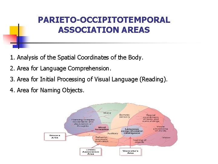 PARIETO-OCCIPITOTEMPORAL ASSOCIATION AREAS 1. Analysis of the Spatial Coordinates of the Body. 2. Area